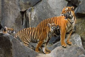 Hukawng Valley Tiger Reserve