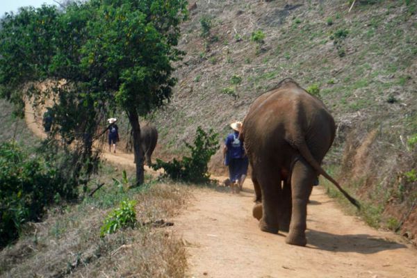 Baanchang Elephant Park