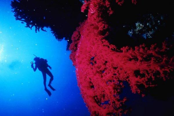 Blue Coral Diving