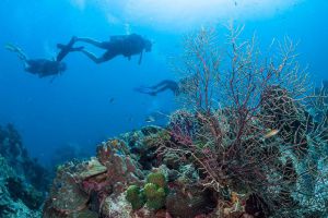 Coral Grand Divers