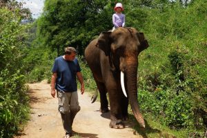 Elephant Special Tours