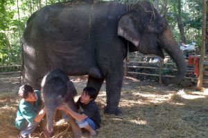 Maetaeng Elephant Park