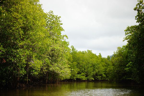 Baan Thung Yee Pheng Mangrove Forest