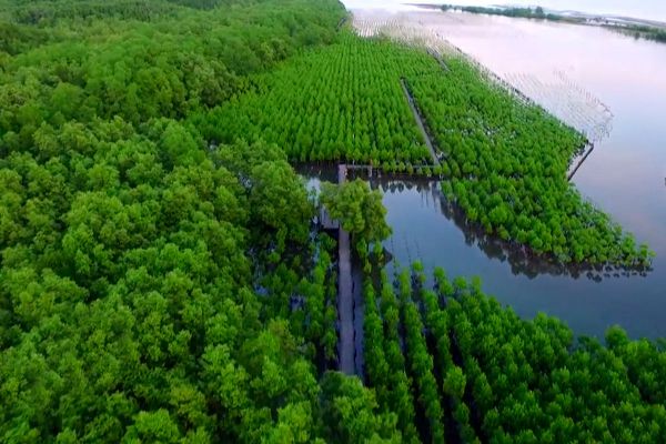 Tung Prong Thong Mangrove Forest