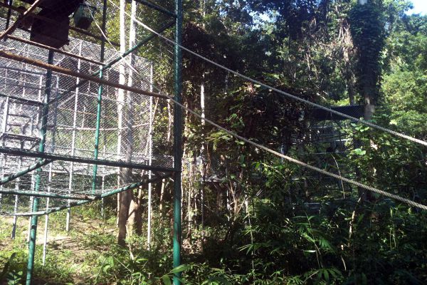 Gibbon Rehabilitation Project
