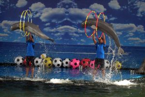 Pattaya Dolphin World
