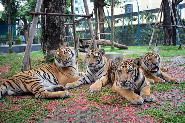 Pattaya Tiger Park
