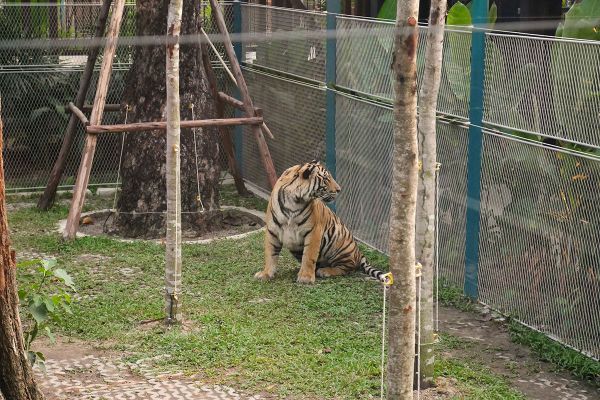 Pattaya Tiger Park