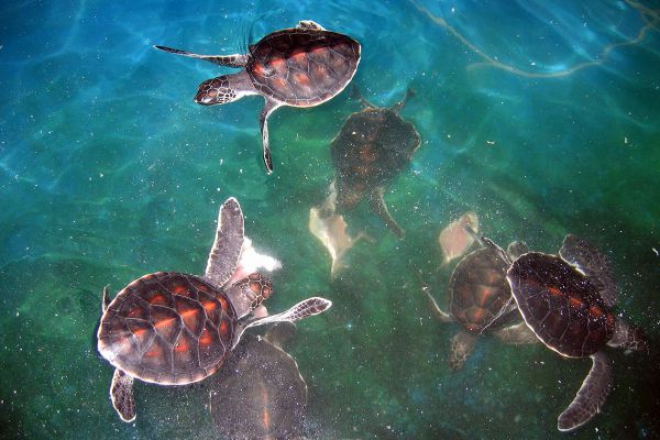 Sea Turtle Conservation Center Royal Thai Navy