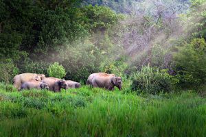 Klong-Nakha-Wildlife-Sanctuary-Ranong-Thailand-05.jpg