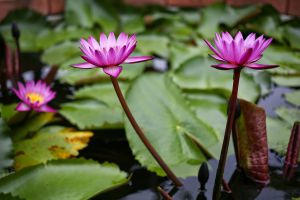 Lotus-Museum-Pathumthani-Thailand-02.jpg
