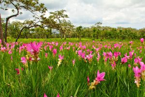 Sai-Thong-National-Park-Chaiyaphum-Thailand-02.jpg
