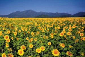 Sunflower-Fields-Saraburi-Thailand-001.jpg